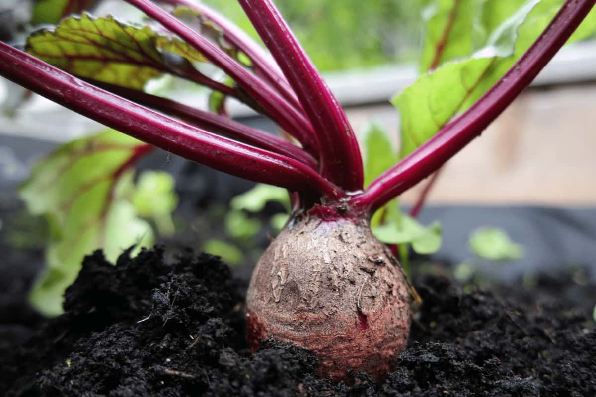 Beets in The Ground