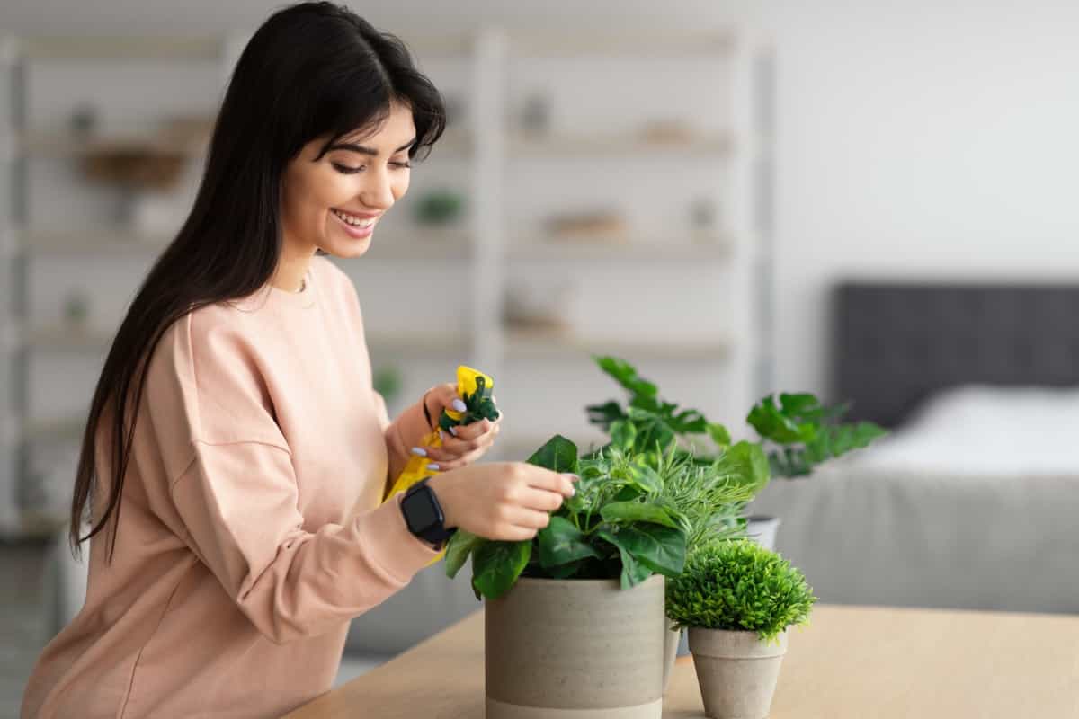 Caring Indoor Pot Plants