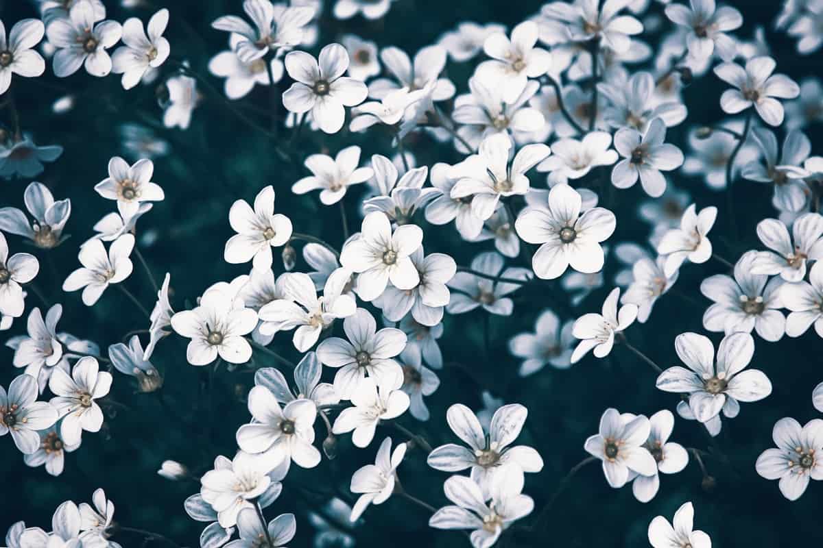 White Garden Flowers