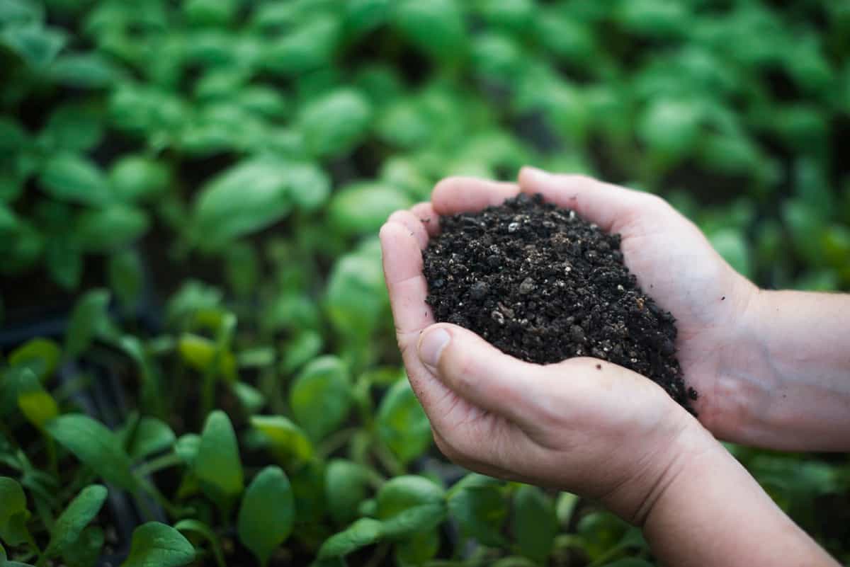 Benefits of Mushroom Compost in Gardening