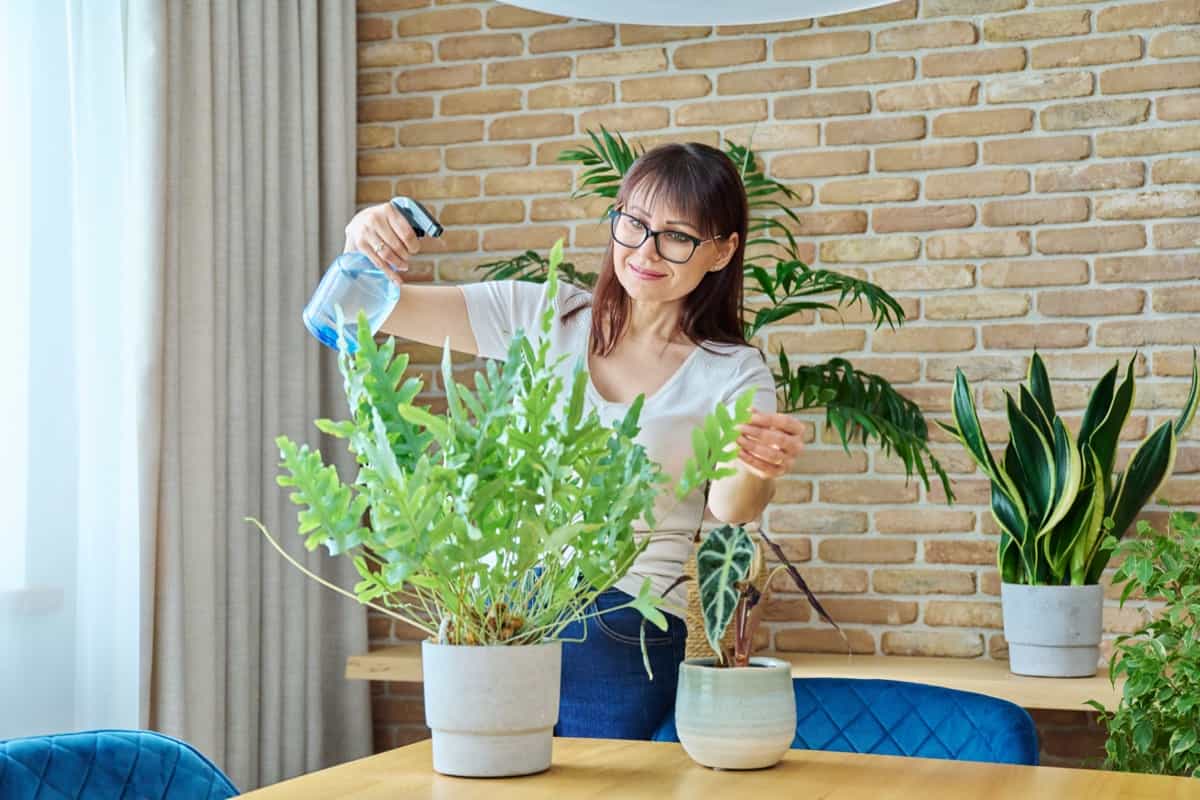 Indoor Plants Pest Control