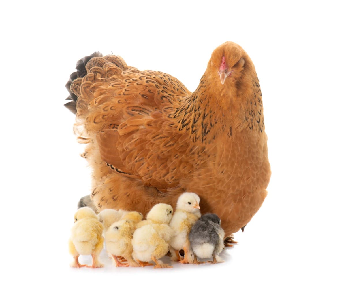 Brahma Chicken with Babies