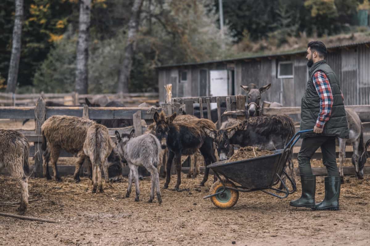 Best Benefits of Donkey Manure in Agriculture