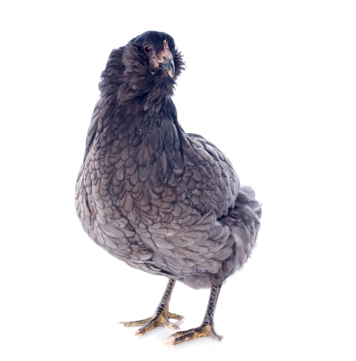 Best Blue Chicken Breeds: Blue Ameraucana