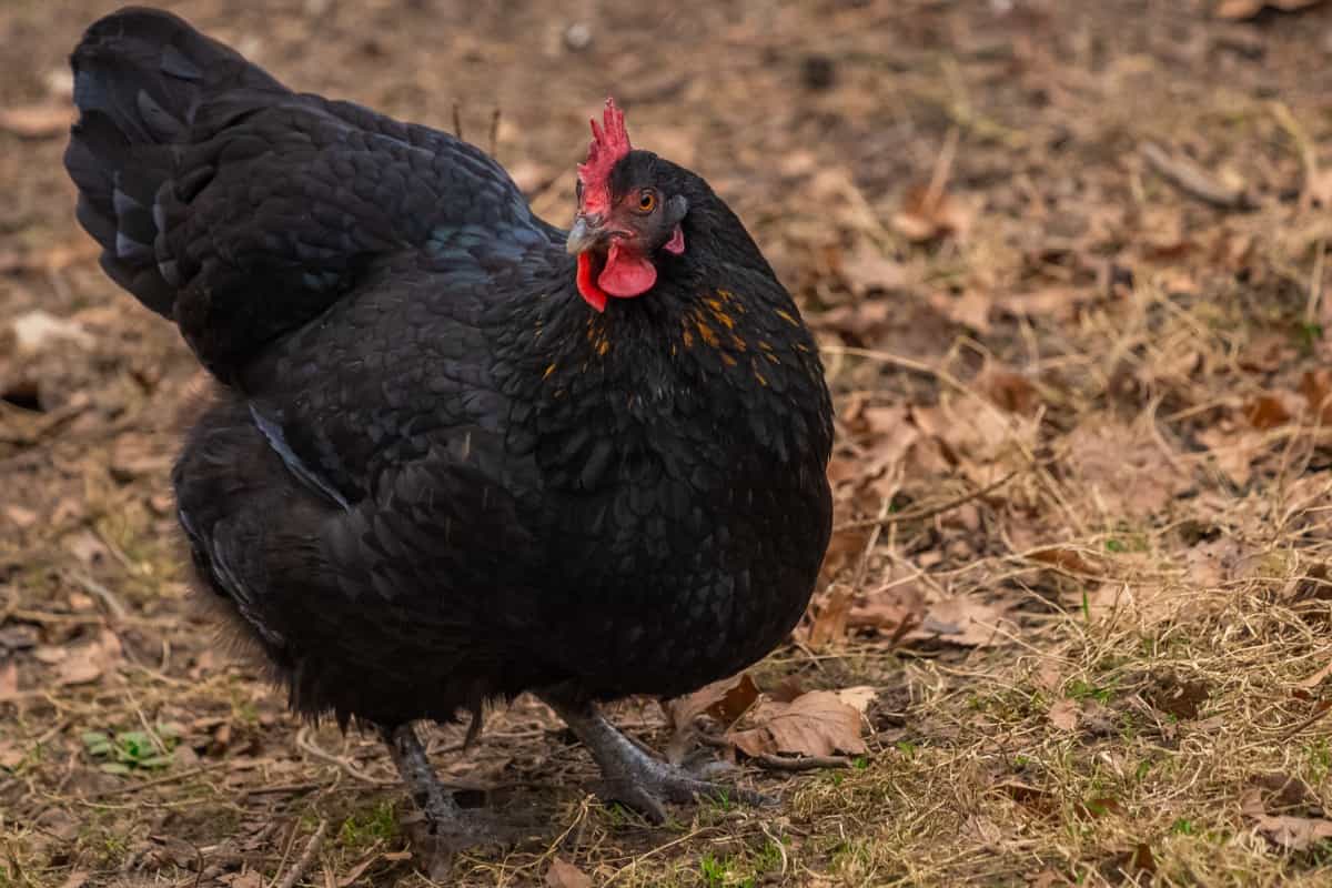 Black Australorp Chicken Breed