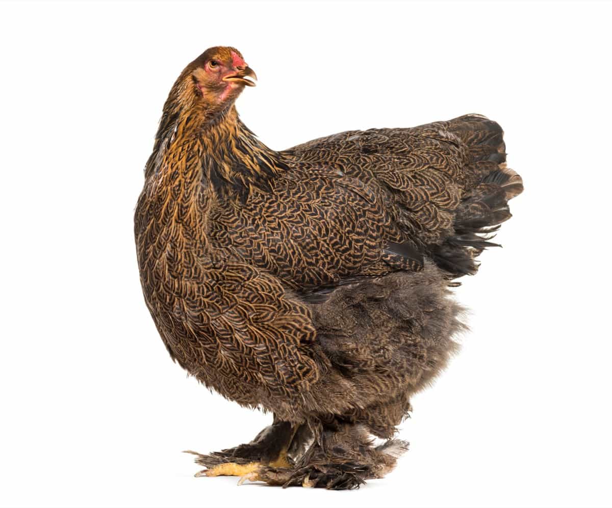 Brahma Chicken Breed