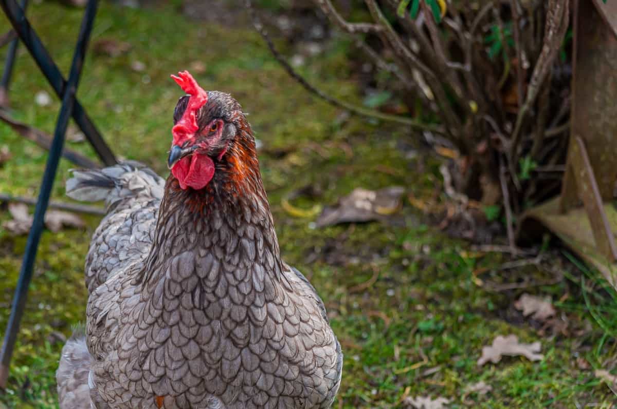 Best Chickens for Eggs and Meat: Wyandotte