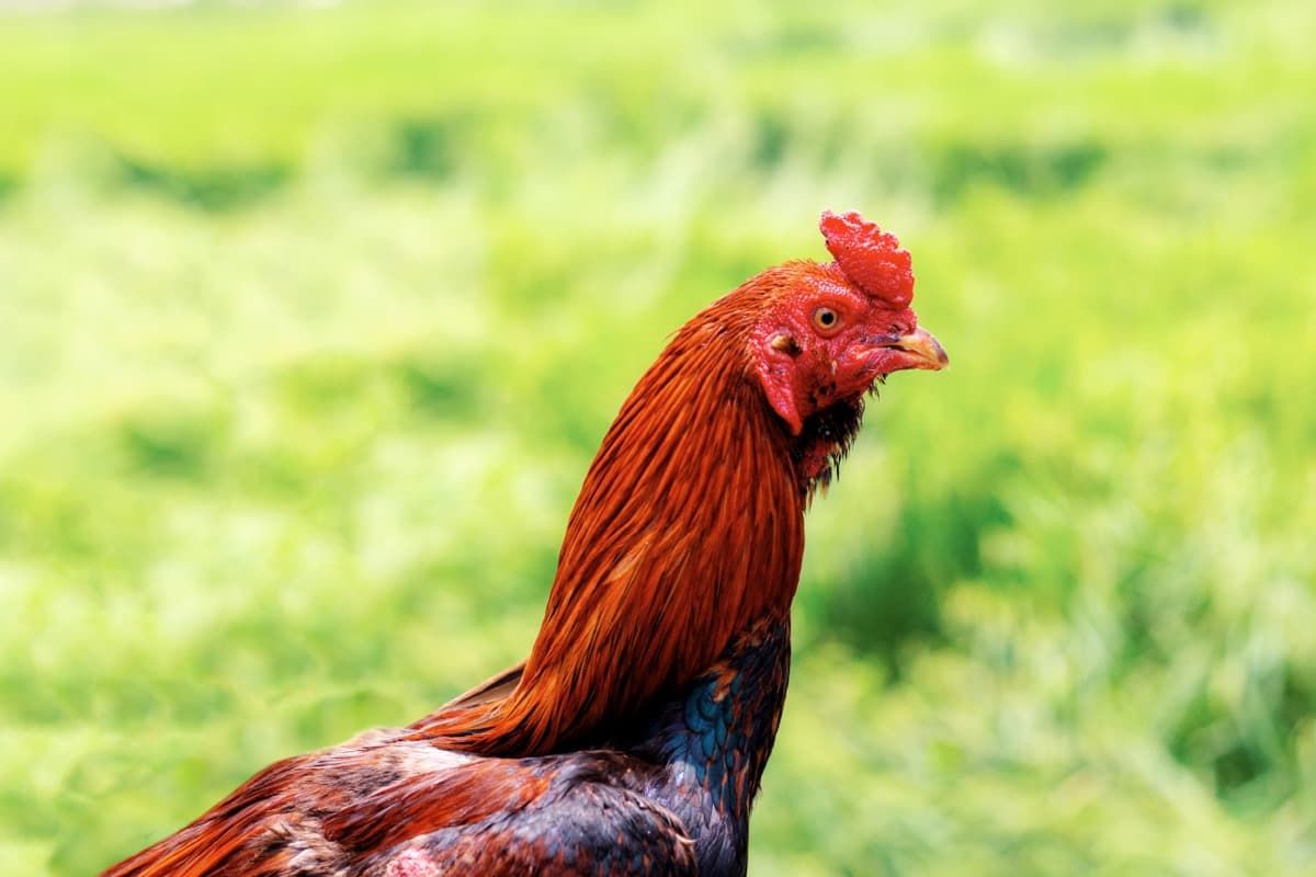 Indian Game Chicken Breed