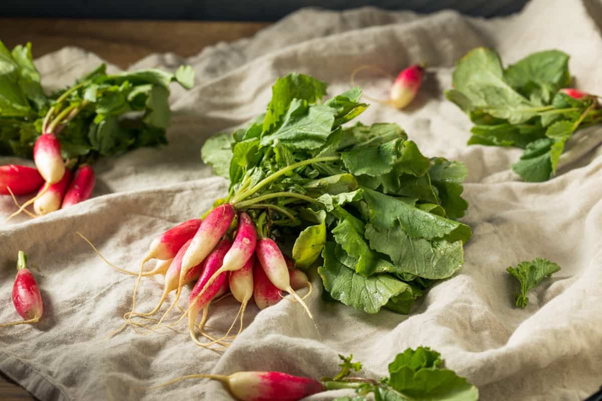 Best Tasting Radishes to Grow Now in Your Garden: French Breakfast Radish