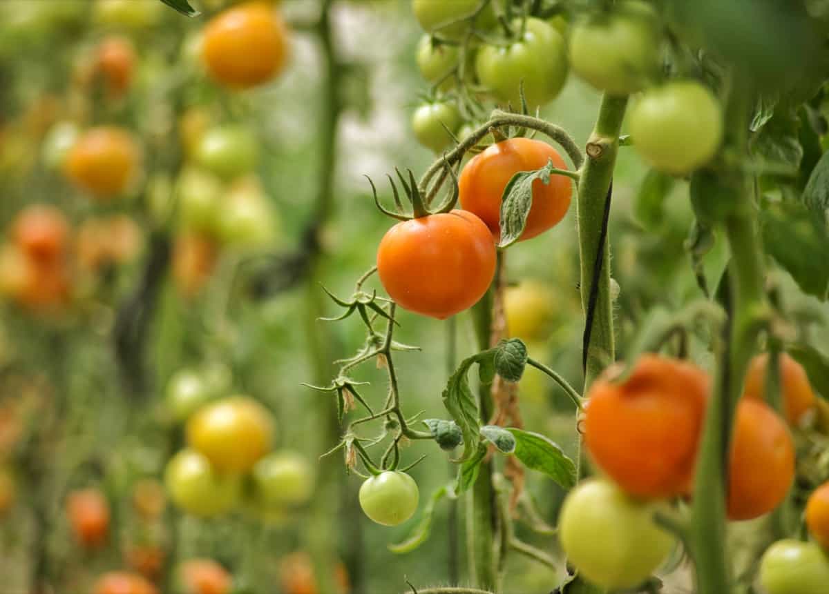 Best Tasting Tomatoes to Grow in Florida