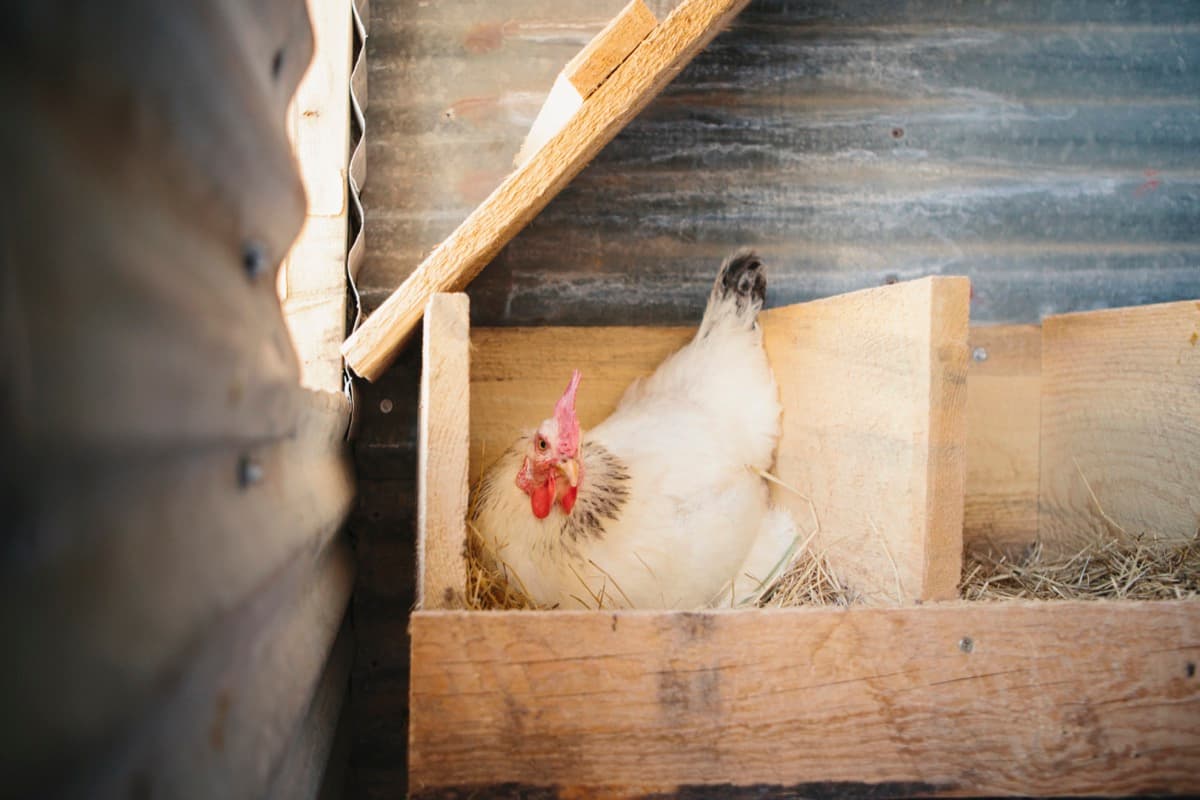 Best Way To Keep Chickens Laying Eggs During The Winter