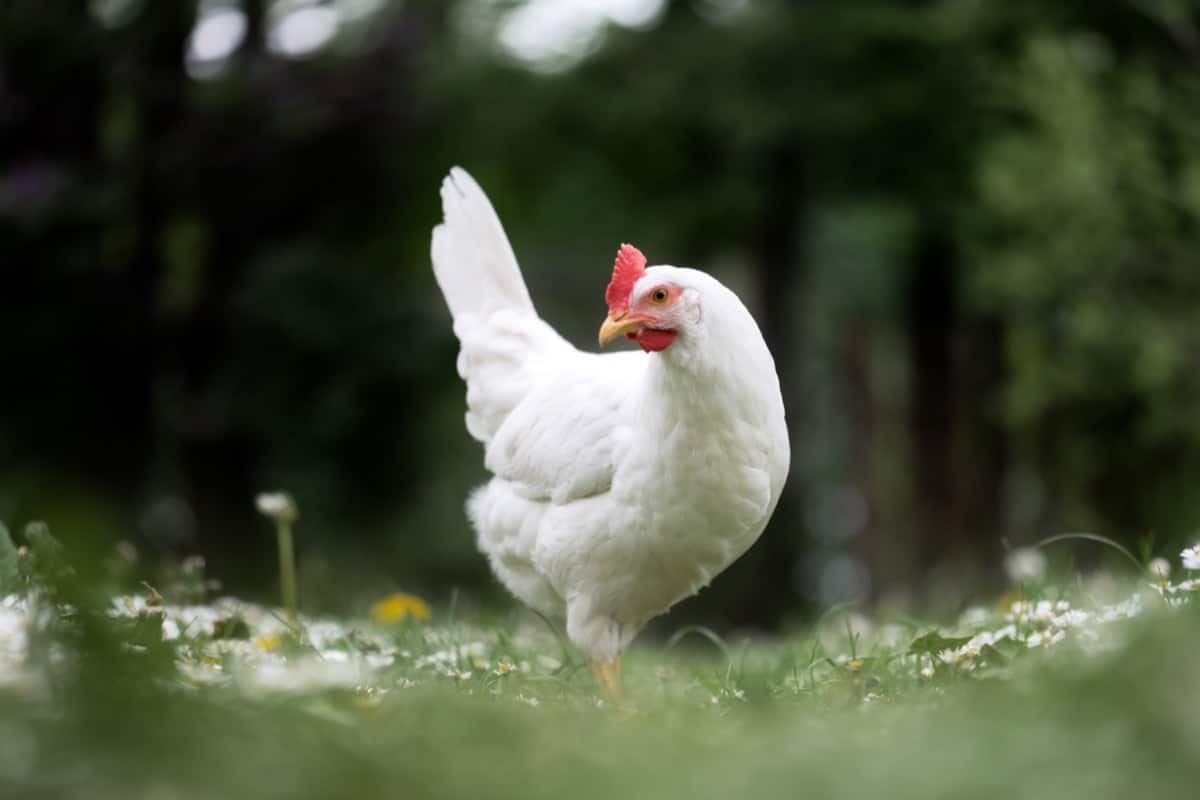 Best White Chicken Breeds for Your Backyard: White Leghorn
