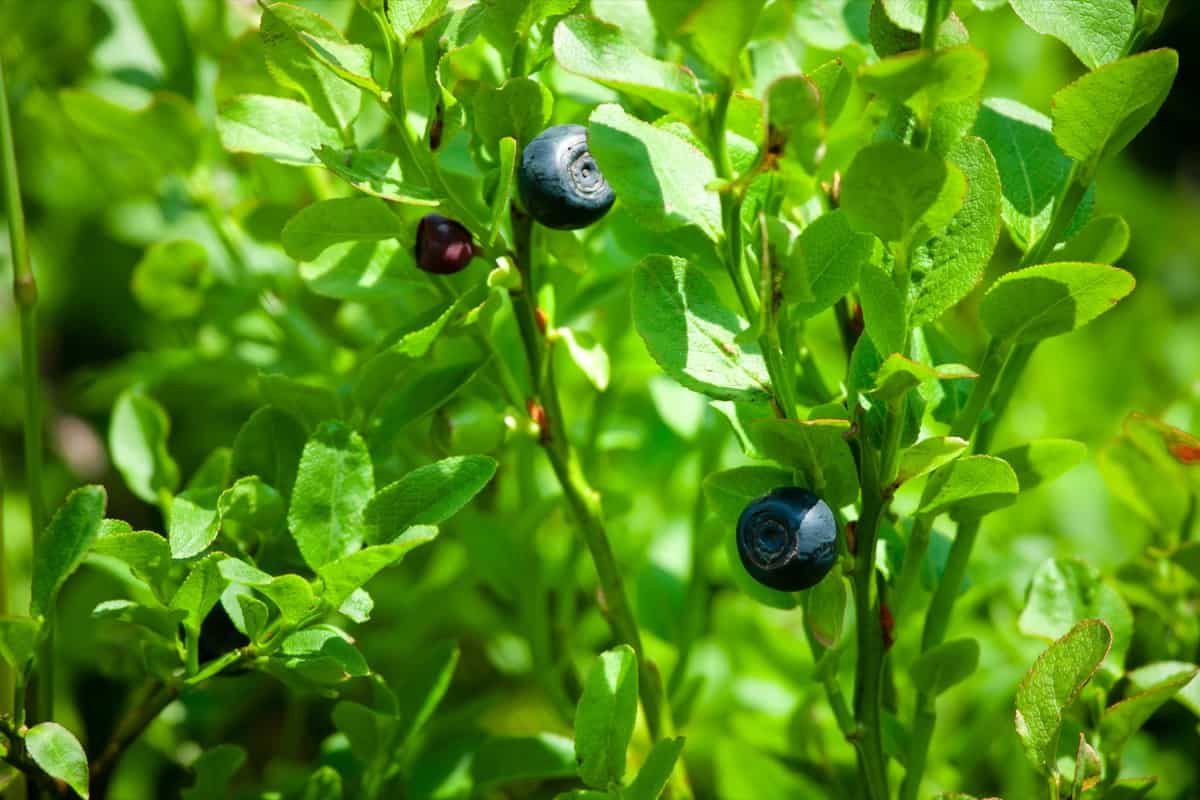 Blueberries Fertilizer Requirements and Recommendations