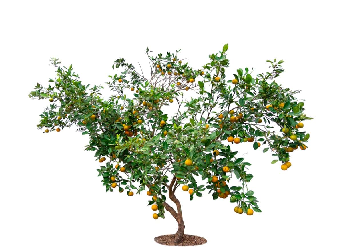 Bonsai Citrus Plant