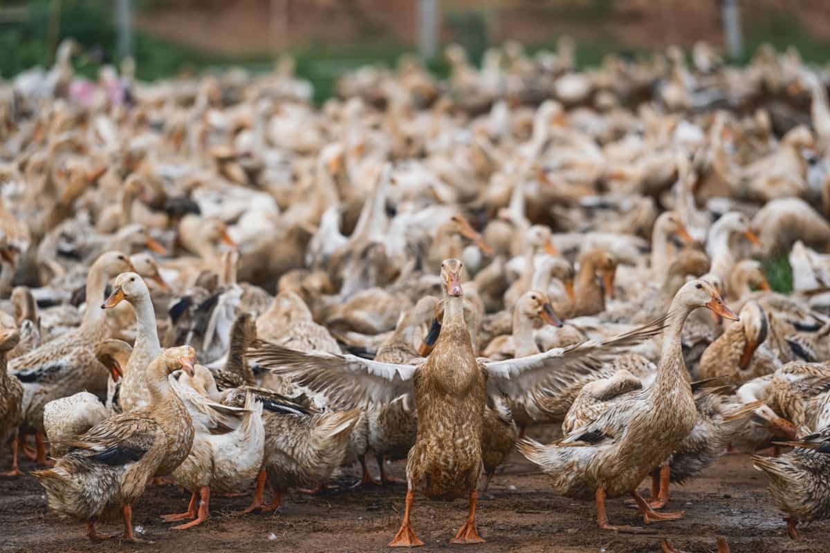 Common Mistakes to Avoid in Duck Farming