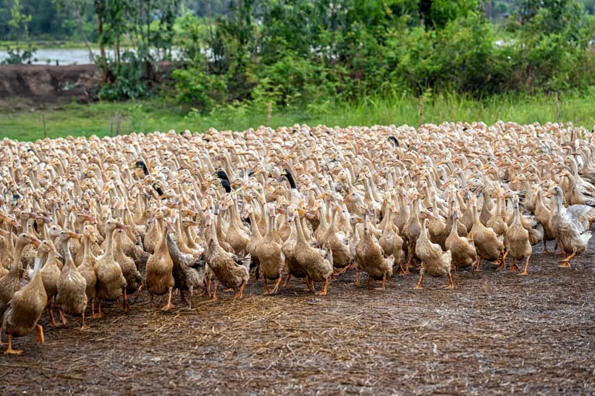Duck Farming