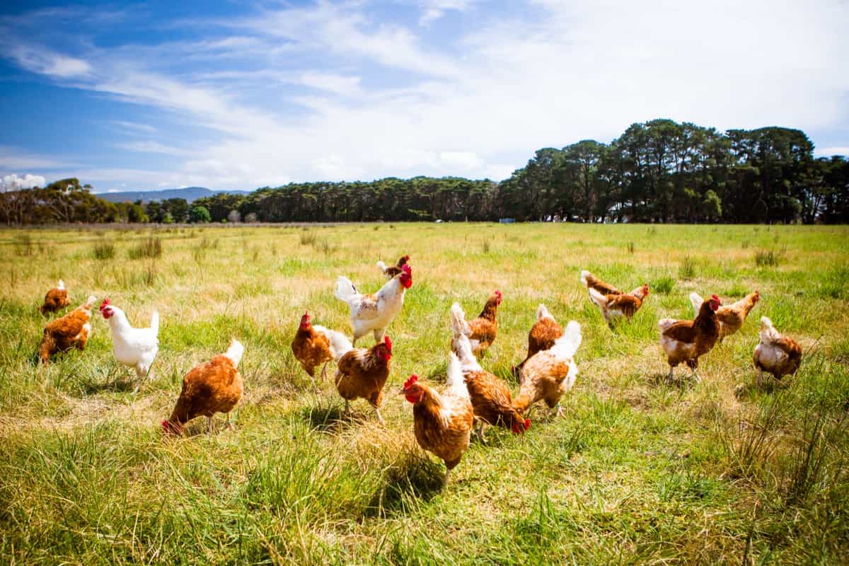 Common Mistakes to Avoid in Free-range Chicken Farming
