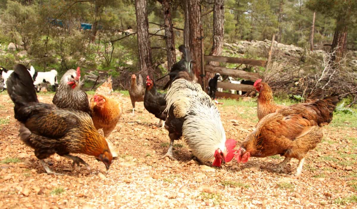 Free-range Chicken Farming