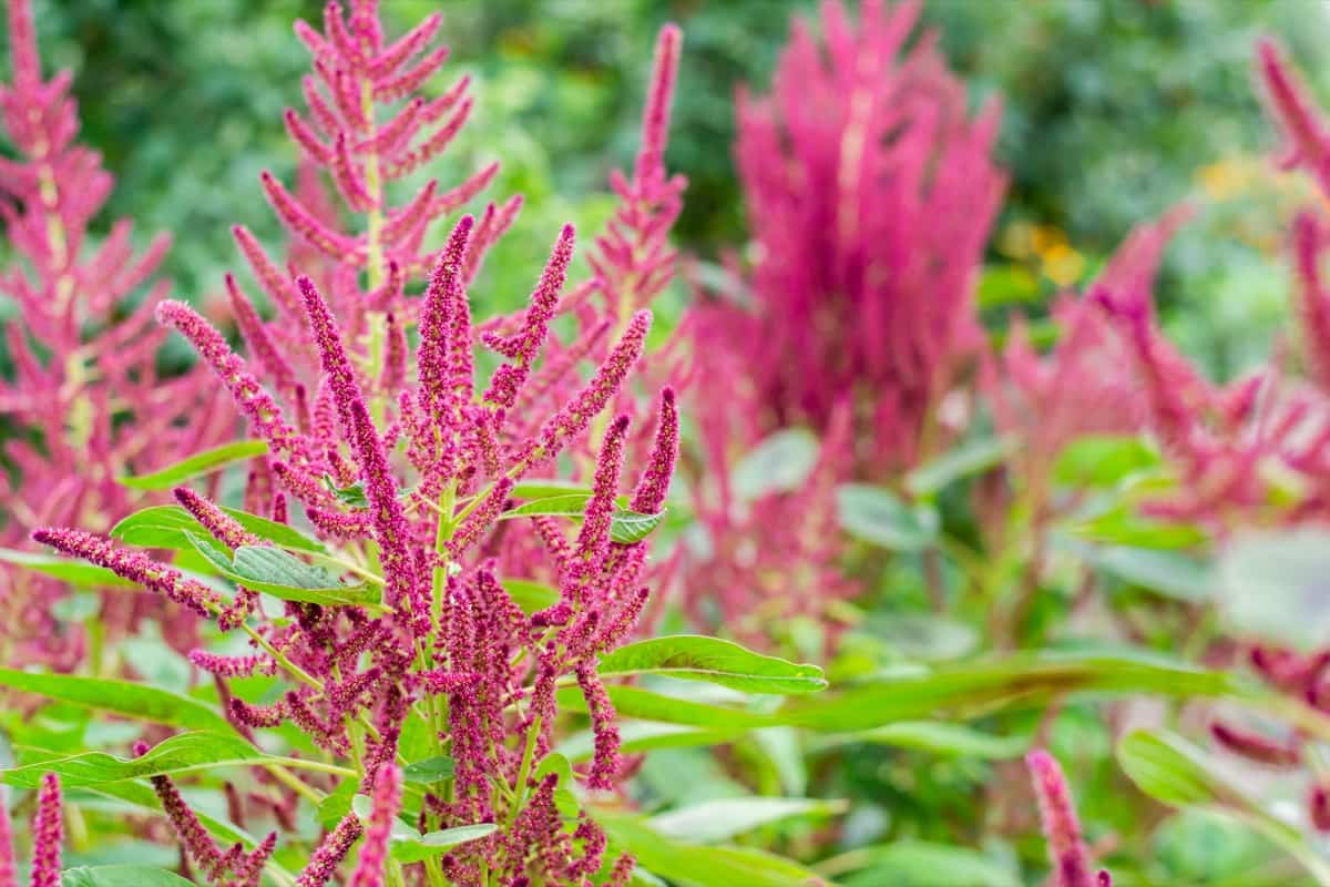 Common Problems With Amaranth Plants