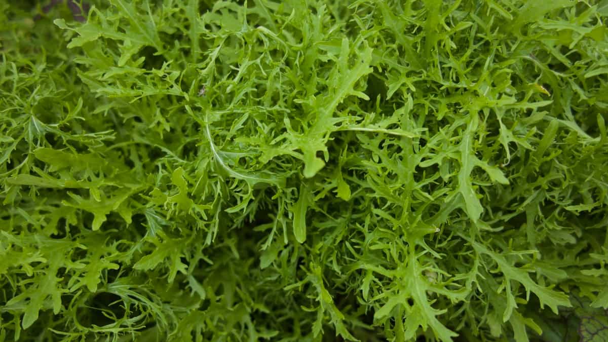 Common Problems With Arugula Plants