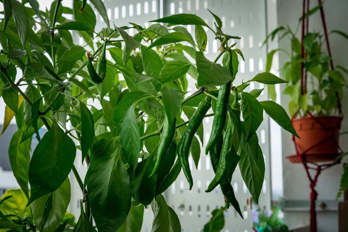Common Problems With Green Chilli Plants
