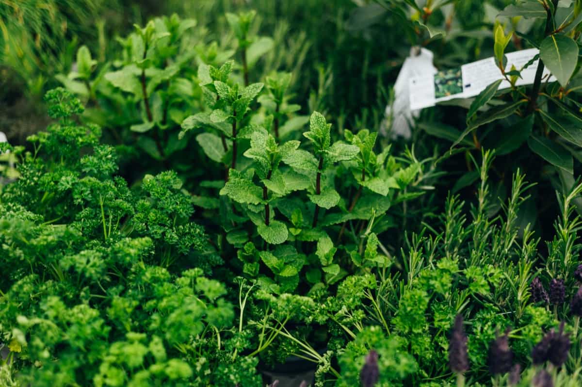 Common Problems With Herb Gardening