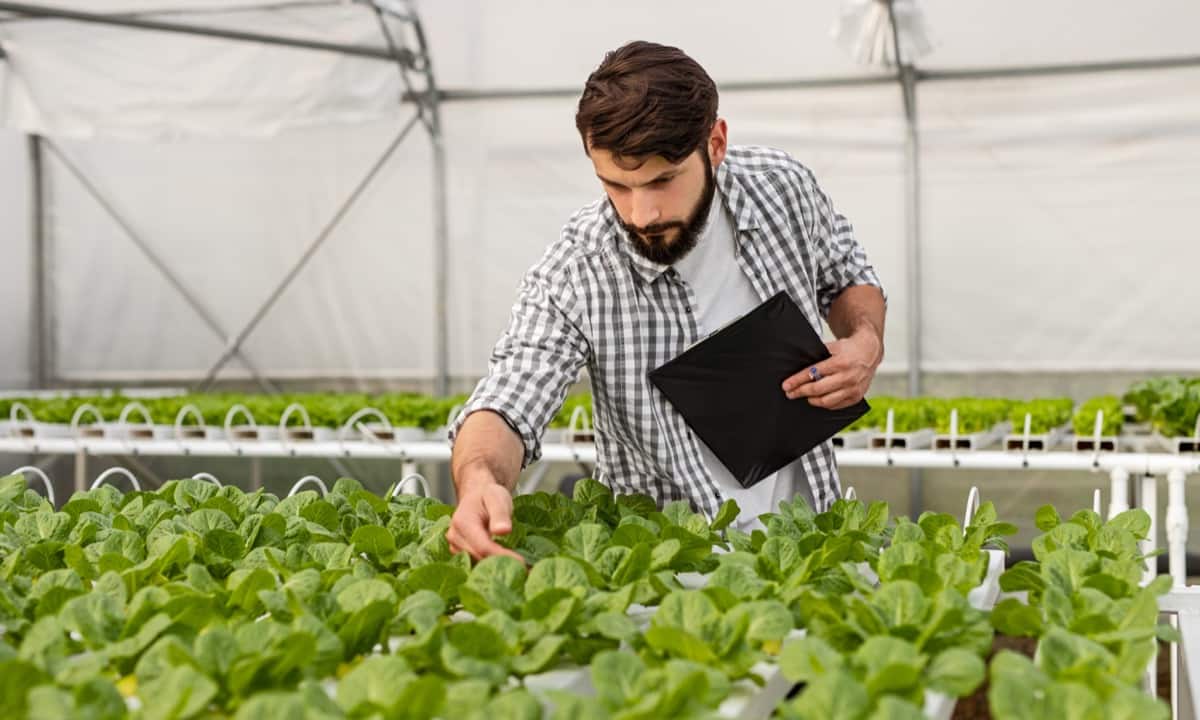 Common Problems With Hydroponic Farming