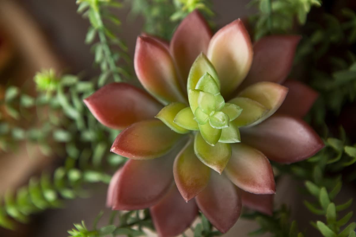 Common Problems With Indoor Succulents