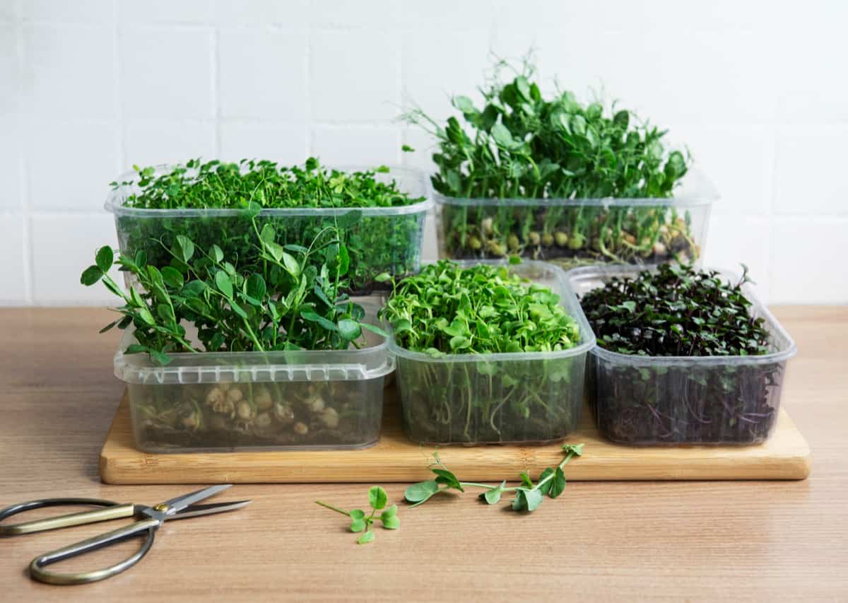 Microgreens in Plastic Containers