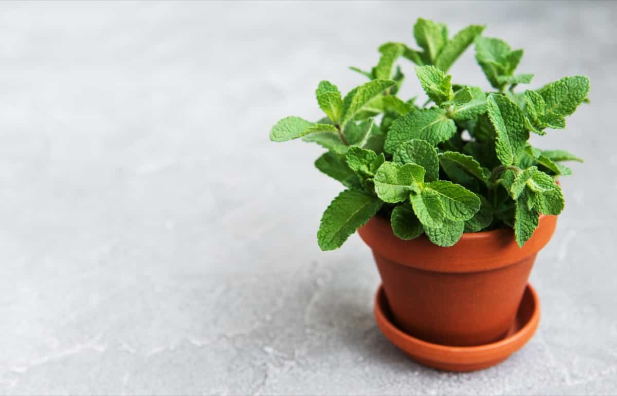 Common Problems With Mint Plants