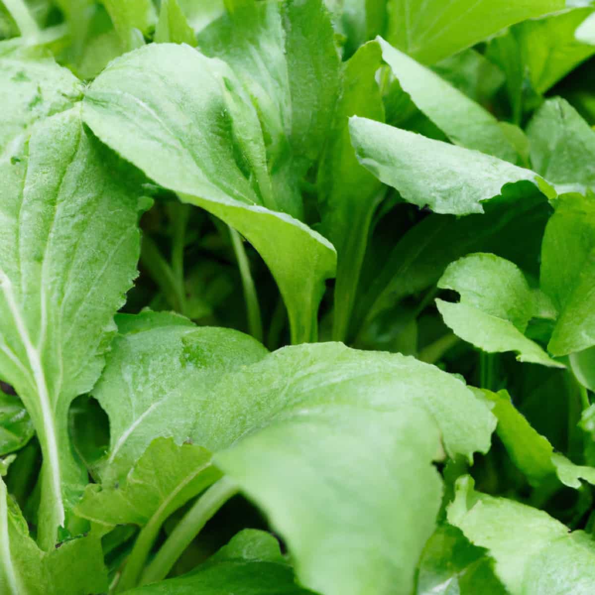Common Problems With Mustard Greens2