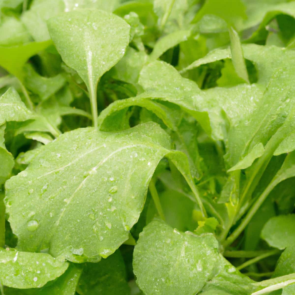 Common Problems With Mustard Greens3