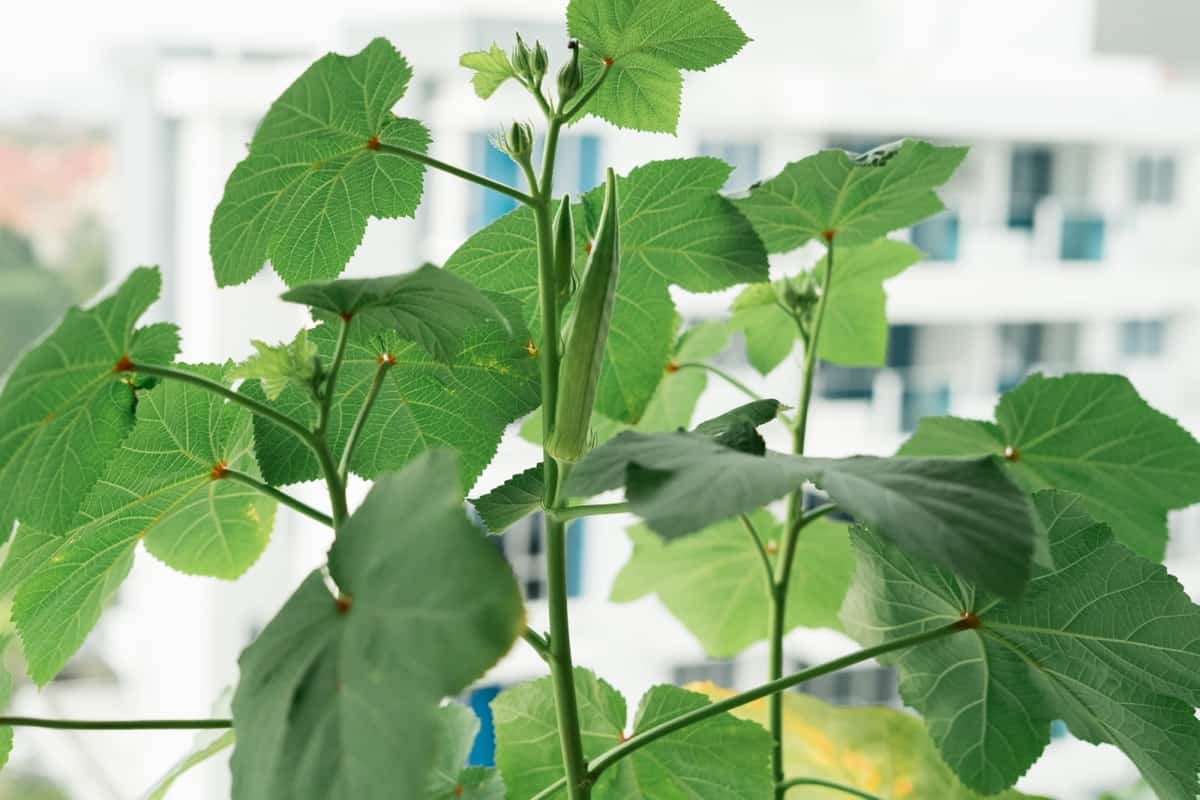 Common Problems With Okra Plants3
