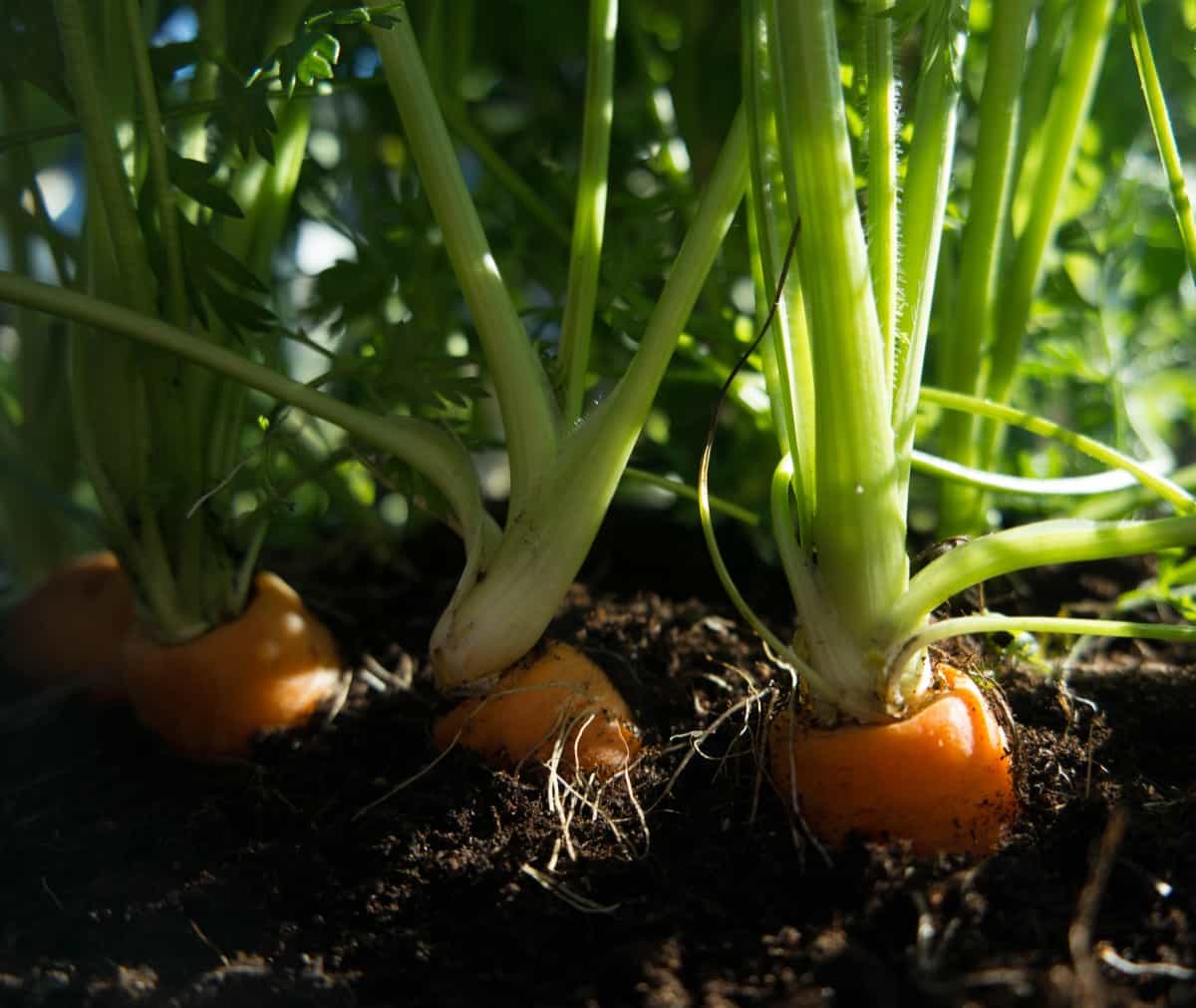 Common Problems With Root Vegetable Plants