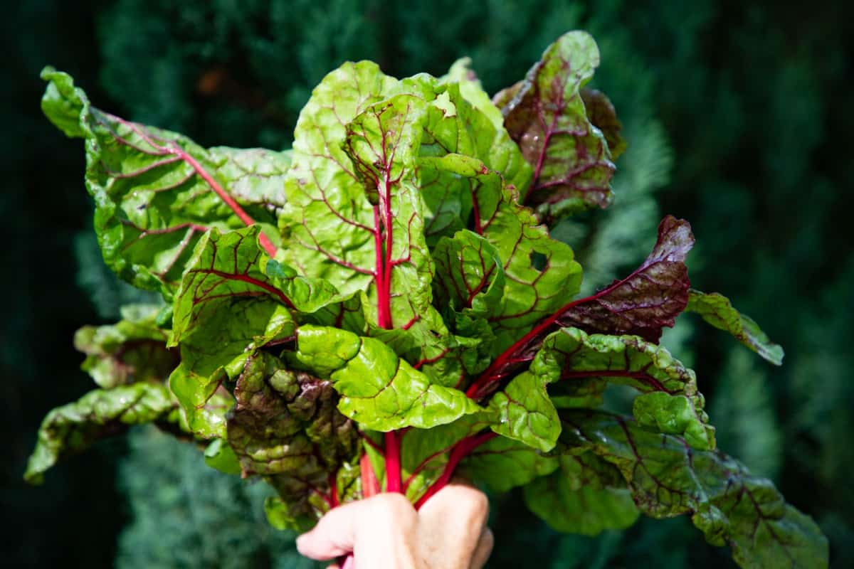 Common Problems With Swiss Chard Plants