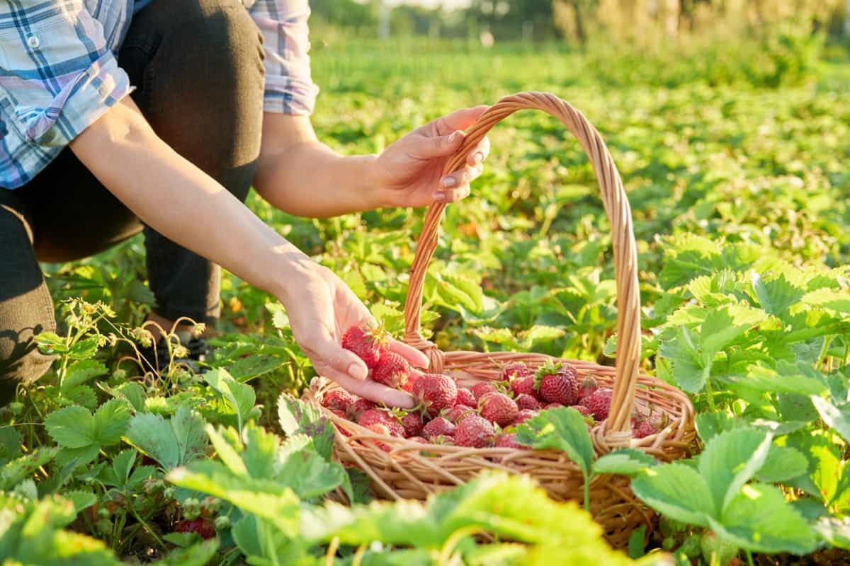 Common Problems with Garden-Grown Strawberries