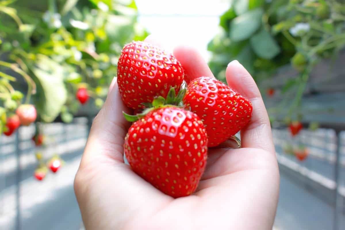 Freshly Harvested Strawberries