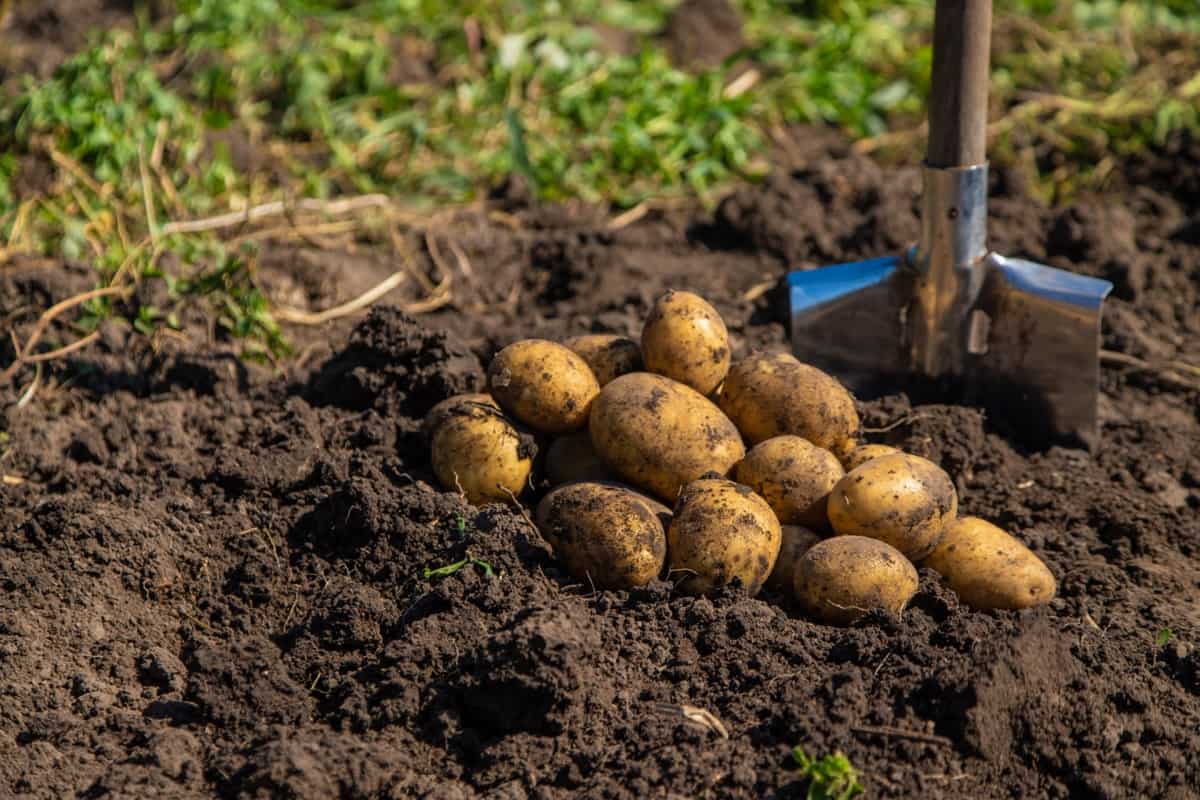 Common Problems with Garden-grown Potatoes