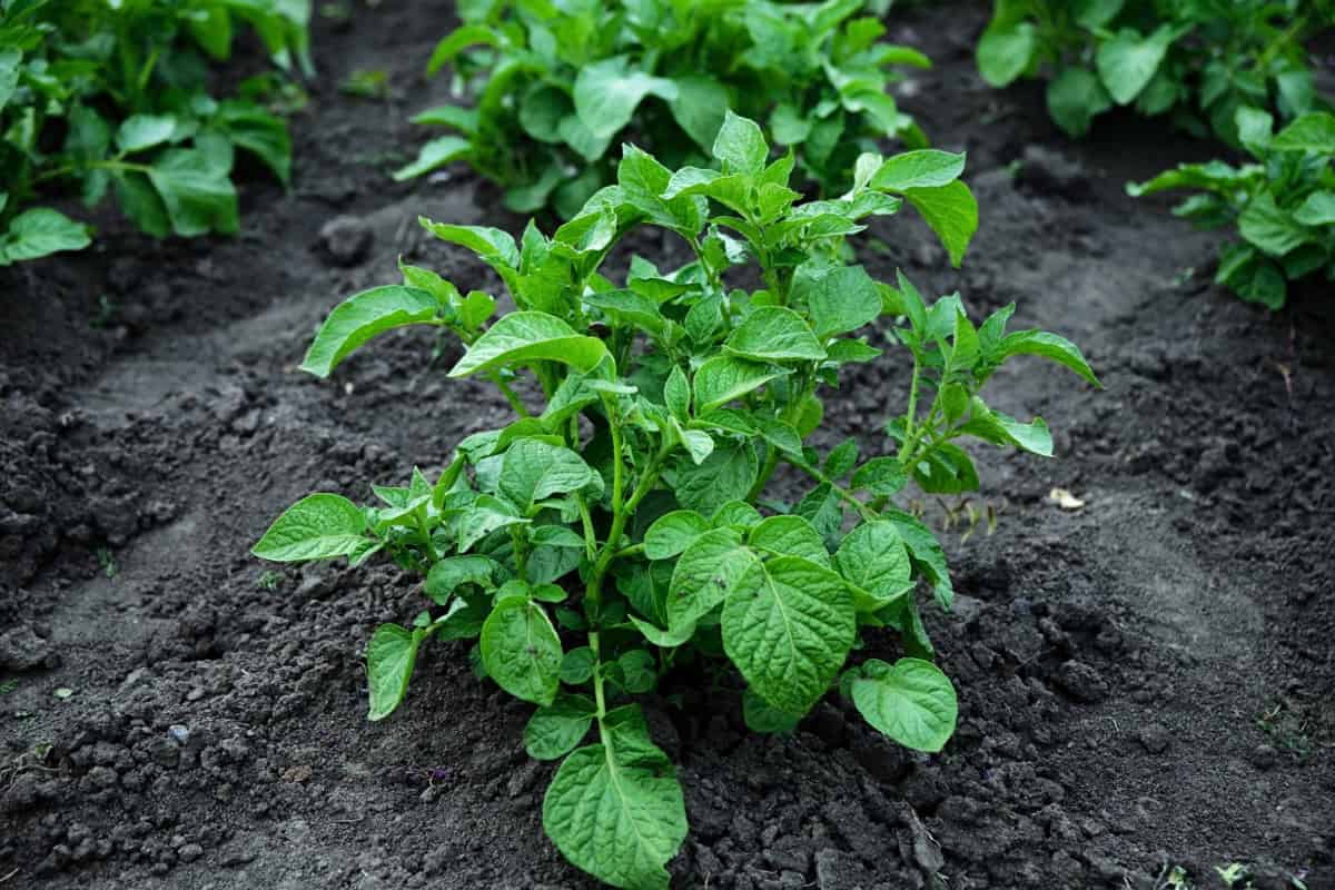 Common Problems with Garden grown Potatoes4