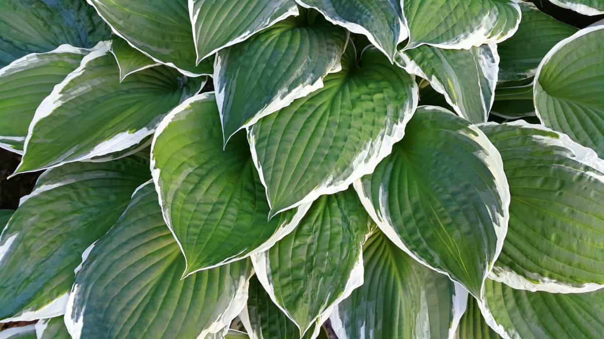 Common Problems with Hosta Plants
