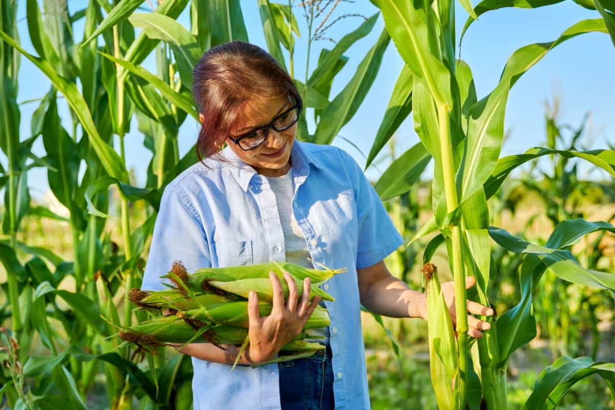 Farmer Picking Corn