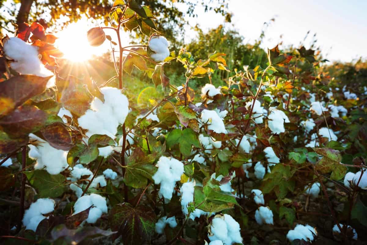 Cotton Fertilizer Requirements and Recommendations 