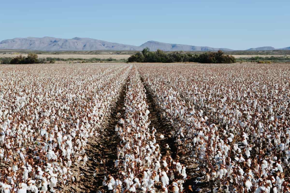 Cotton Farming