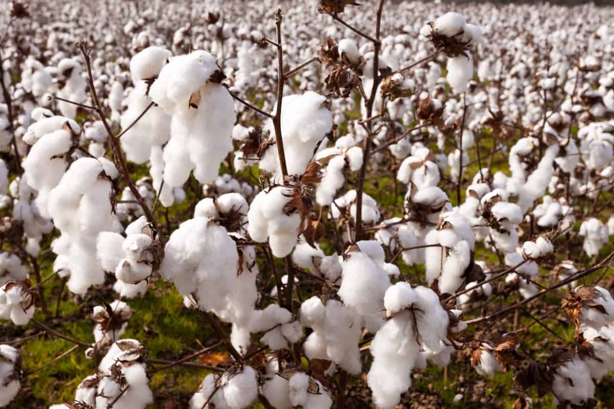 Cotton Ready to Harvest
