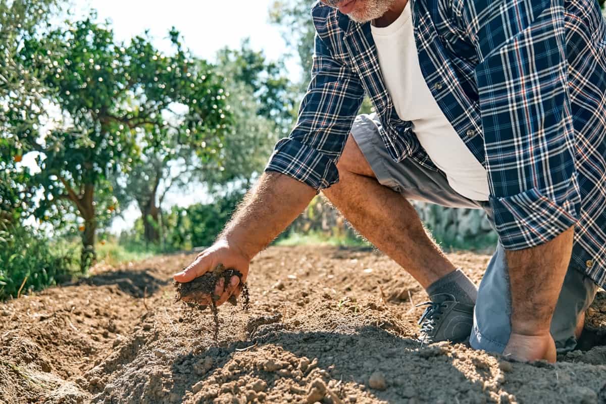 DIY Methods to Improve Soil Quality