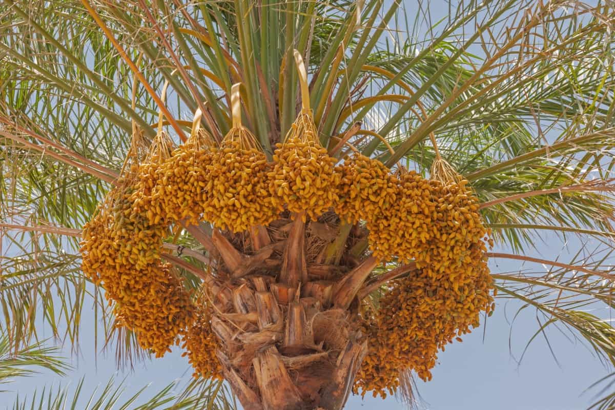 Date Palm Fertilizer Requirements and Recommendations