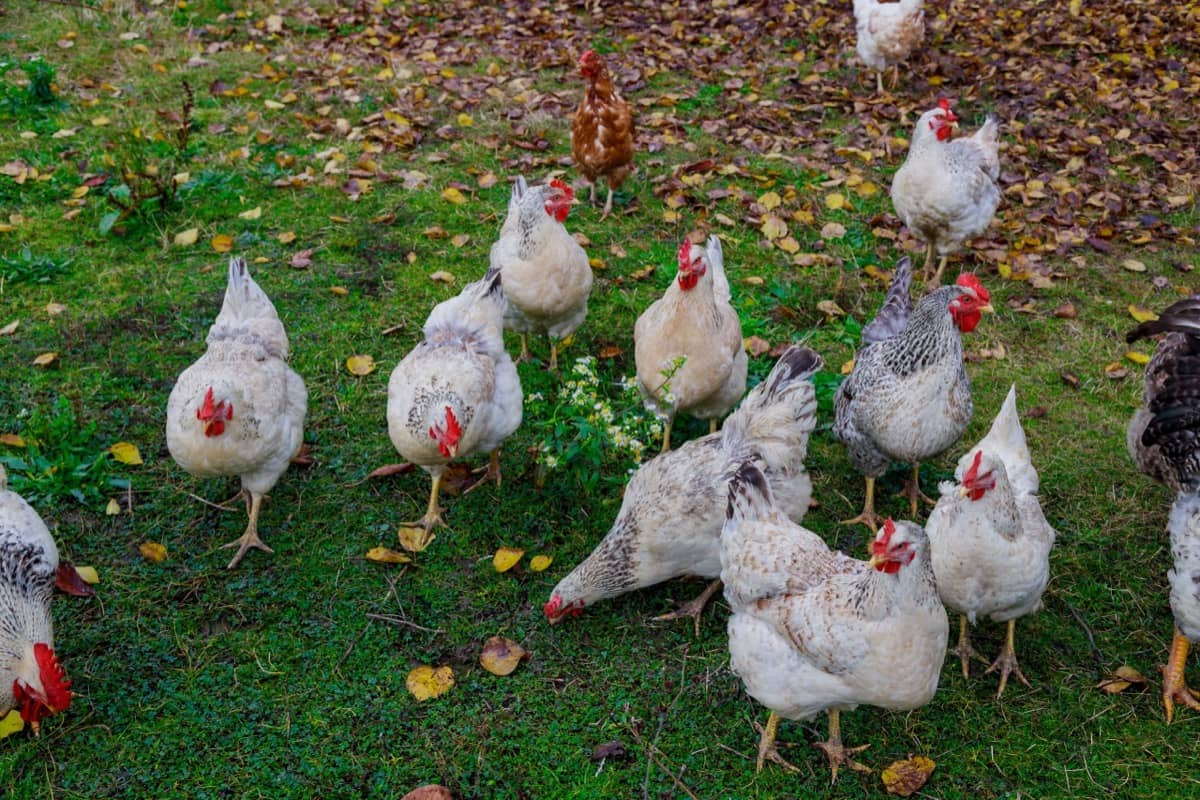 Delaware Chicken Farming
