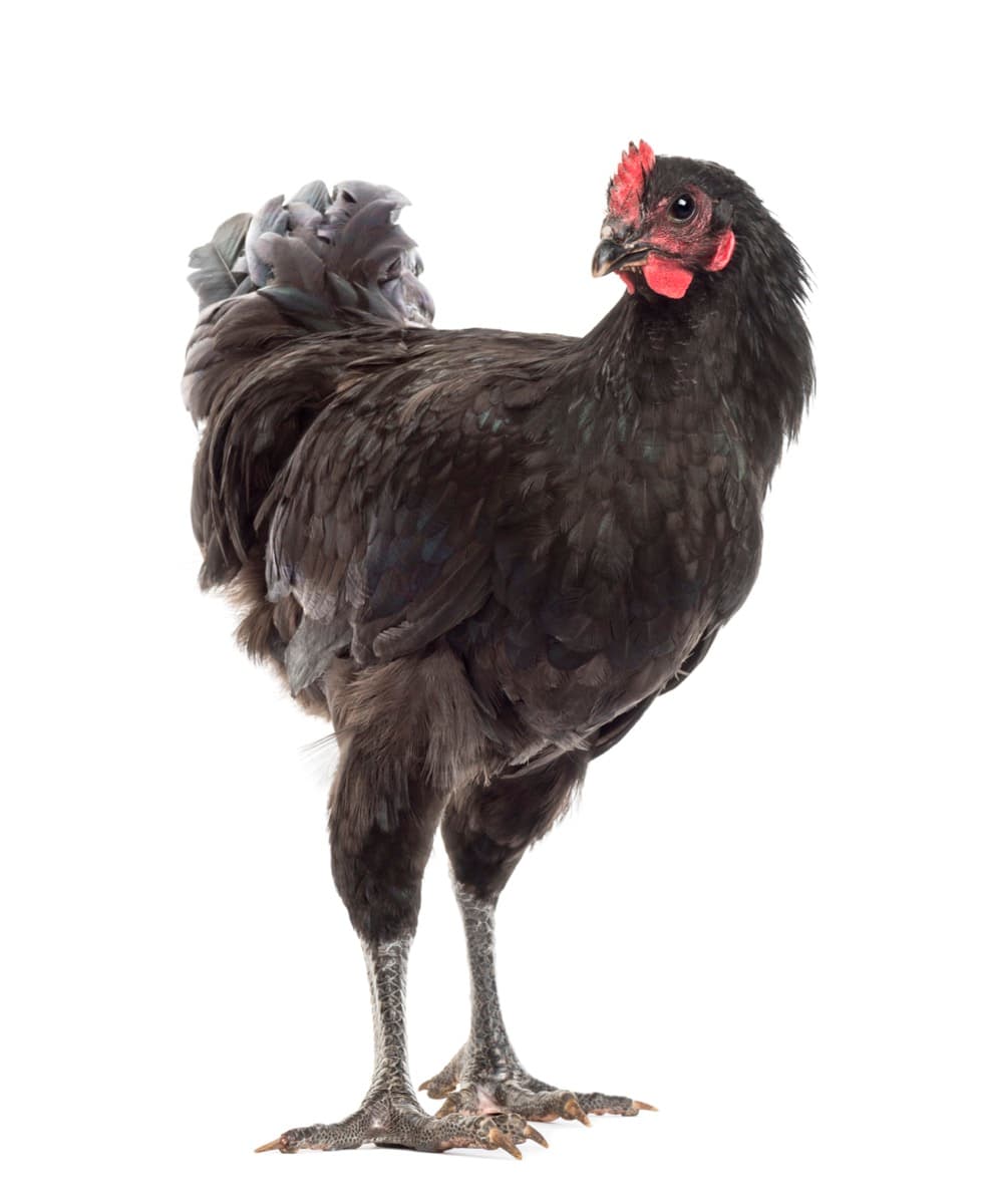 Desert Chicken Breeds: Australorp Chicken 