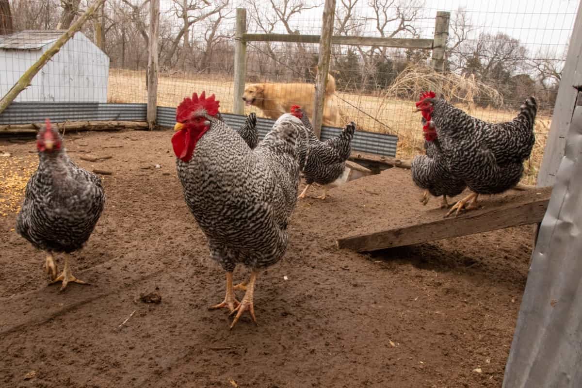 Barred Rock (Plymouth Rock) Chicken
