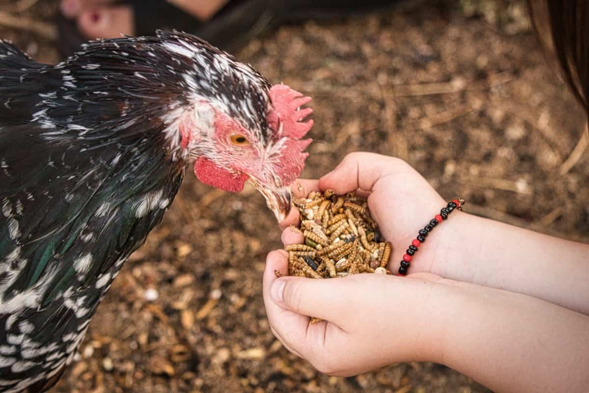 Feeding Dried Mealworms to Chicken